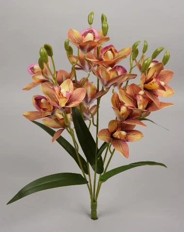 Cymbidium Orchid Bunch X 5